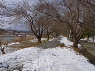 sakura_road.jpg