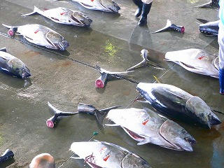 maguro.jpg
