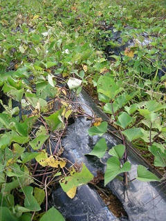DSCN6972.jpg