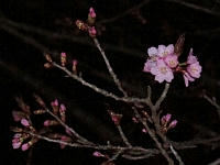 DSC08225.jpg