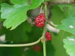 R0015761.jpg