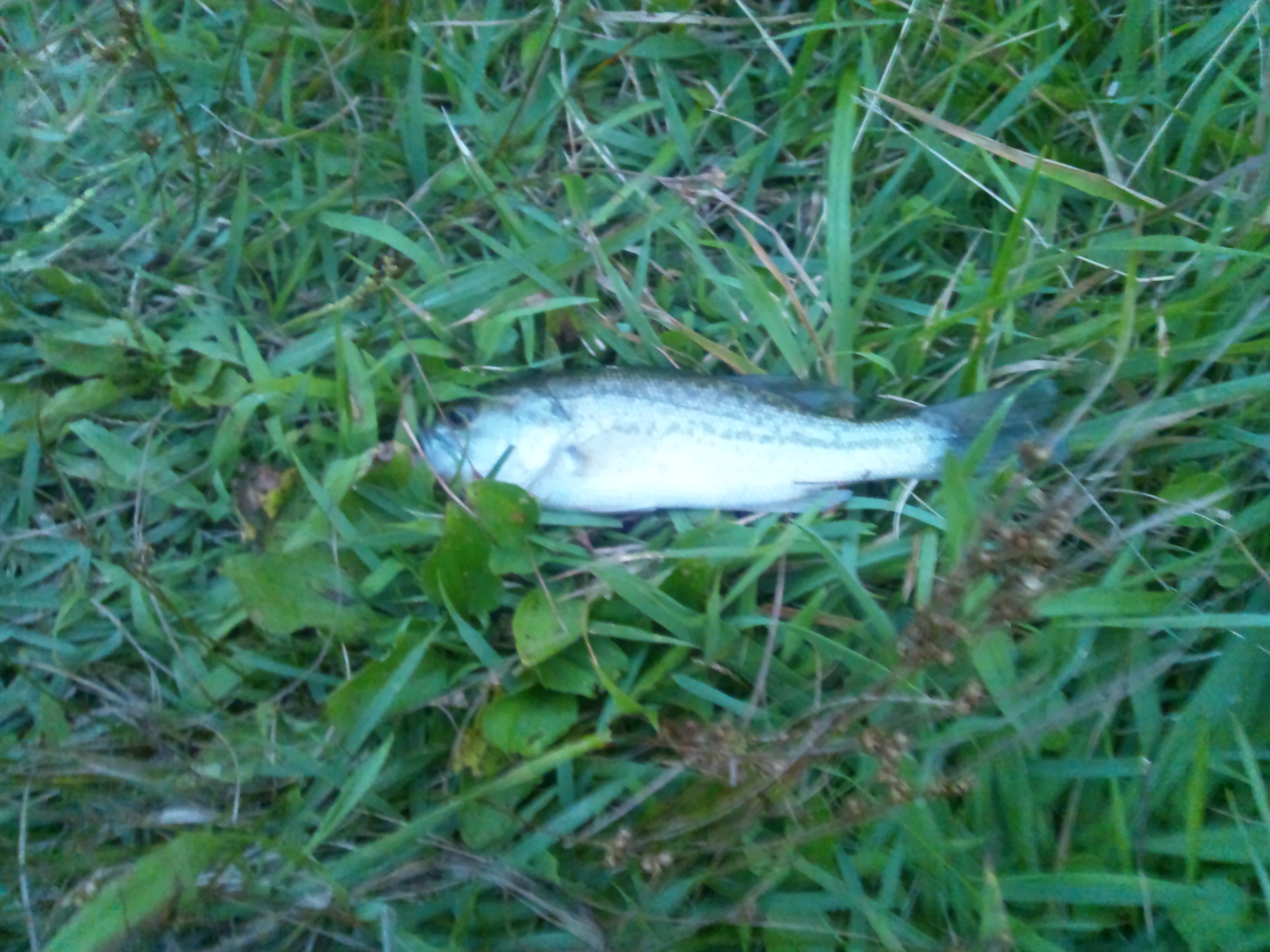 DSC_0068.JPG