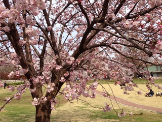 sakura1.jpg