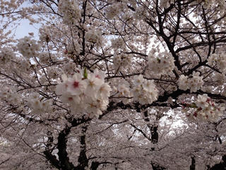 sakura2.jpg