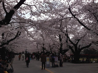 sakura4.jpg