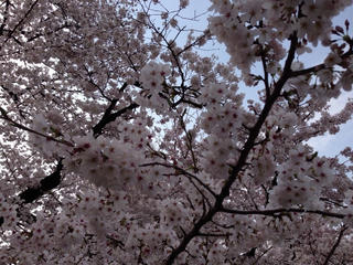 sakura5.jpg