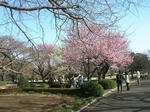 sakura02.JPG