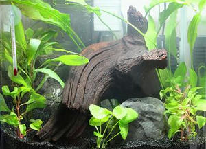 めだか,メダカ,水槽,濾過機,メダカの飼い方,メダカ用飼育セット,テトラ,Tetra,水草,アマゾンソード,ヤマトヌマエビ,水槽 テトラ　ＲＧ―３０ＨＬ,自動リセット型　空焚き制御機能　搭載！オートヒーターハイブリッジ　５０Ｆ（保証印）,通販,販売,購入,レビュー