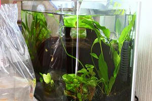 メダカの飼い方,メダカの飼育日記,めだか,メダカ,水槽セット,淡水魚,ライト,ヒーター,ヤマトヌマエビ,通販,購入,販売,メダカのえさ,めだかの餌,フレーク,テトラ,水合わせ,水あわせ,方法,やり方