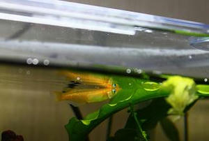 メダカの飼い方,メダカの飼育日記,めだか,メダカ,水槽セット,淡水魚,ライト,ヒーター,ヤマトヌマエビ,通販,購入,販売,メダカのえさ,めだかの餌,フレーク,テトラ,水合わせ,水あわせ,方法,やり方
