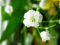 かすみ草