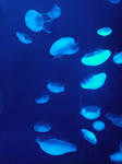 SN3R0258.JPG