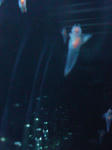 SN3R0314.JPG