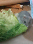 mini_120427_1142.JPG
