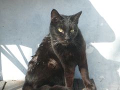カーブドッチの黒猫1
