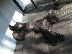 カーブドッチの黒猫・・・(汗)