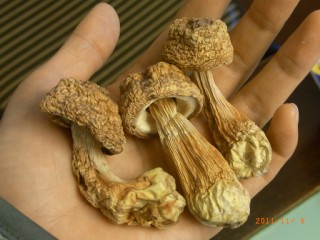 大きさはこれくらい