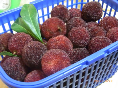 ヤマモモ（杨梅）