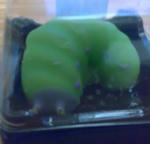 虫チョコ