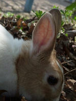 DSCF1444400.jpg