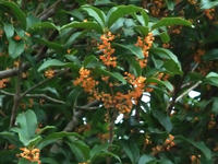 DSCF2246400.jpg