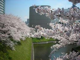 sakura.jpg