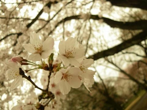 24sakura00.JPG