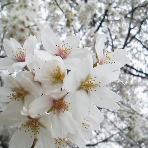 24sakura01.jpg