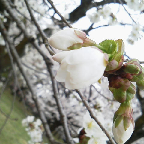 24sakura02.jpg