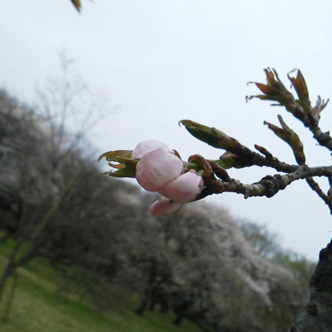 24sakura03.jpg