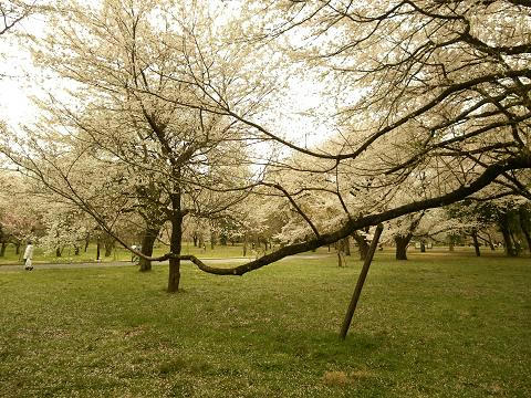 24sakura04.JPG