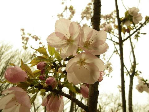 24sakura05.JPG