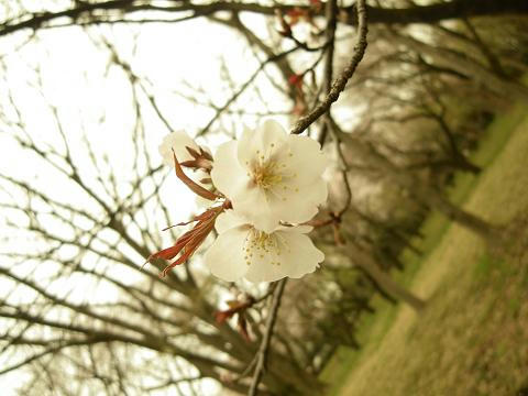 24sakura06.JPG