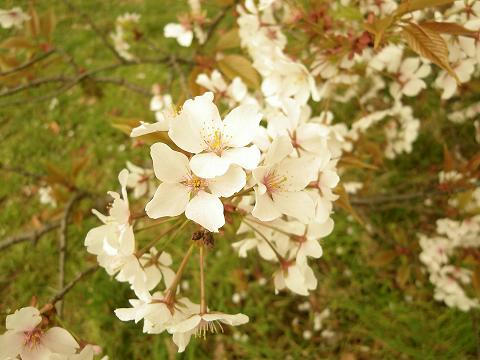 24sakura07.JPG