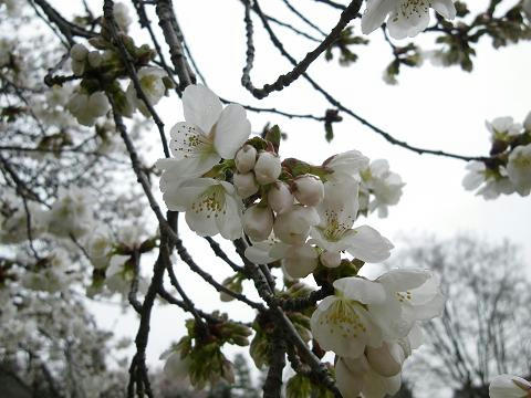 24sakura08.JPG