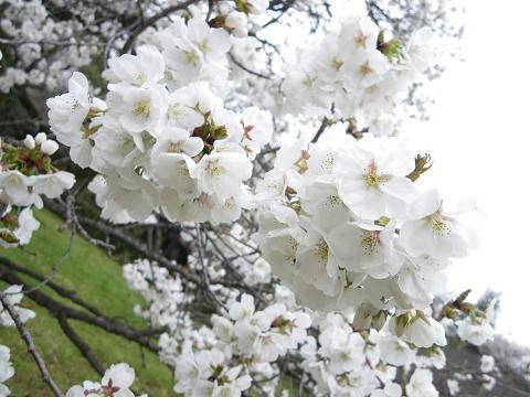24sakura09.JPG