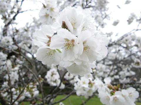 24sakura10.JPG