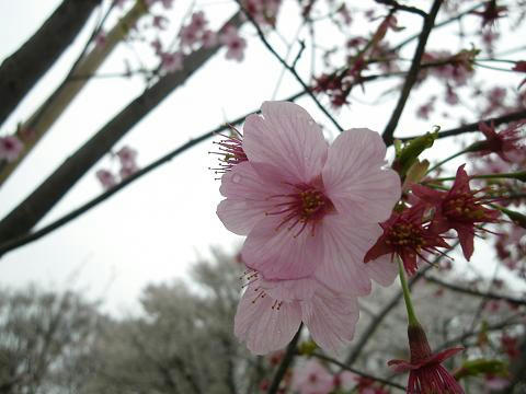 24sakura11.JPG