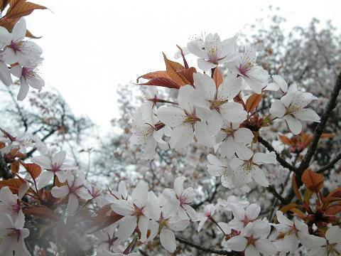 24sakura12.JPG