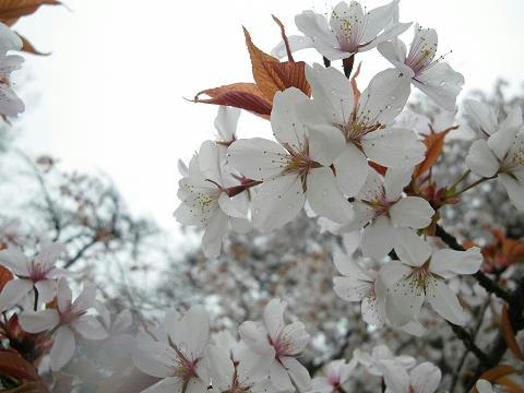 24sakura13.JPG