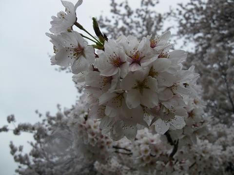 24sakura14.JPG