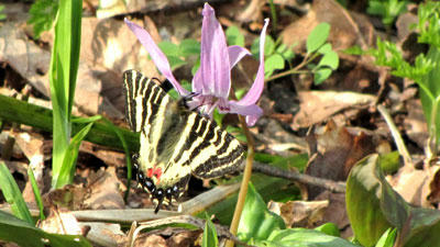 ヒメギフチョウ