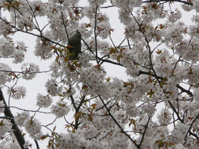 2011-5-14sakura1.jpg