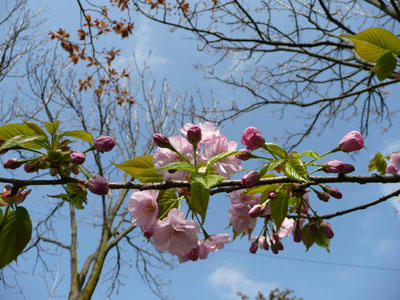 2011-5-22sakura.jpg