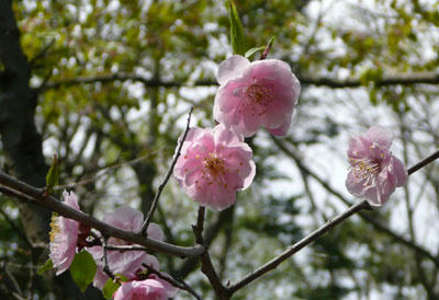 2011-5-22ume.jpg