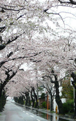 2012-5-4sakura-1.jpg
