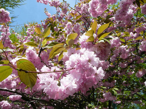 2012-5-19doutyou-sakura-3.jpg