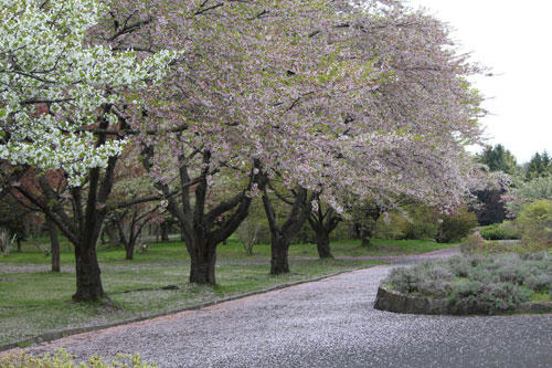 2013-5-25sakura-2.jpg