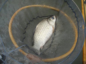 そこそこですがまだ小さい