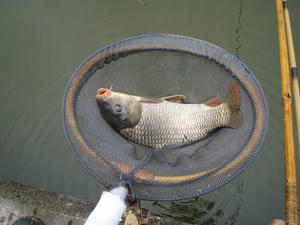 コイも釣れてさー大変！